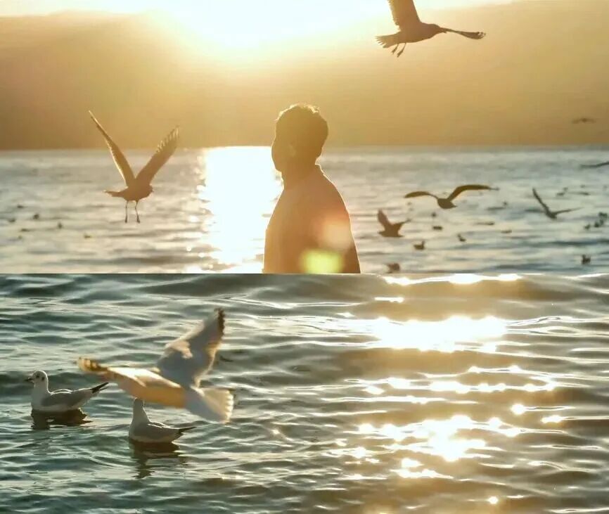 冬季来河南看海鸥，对19地居民免门票！