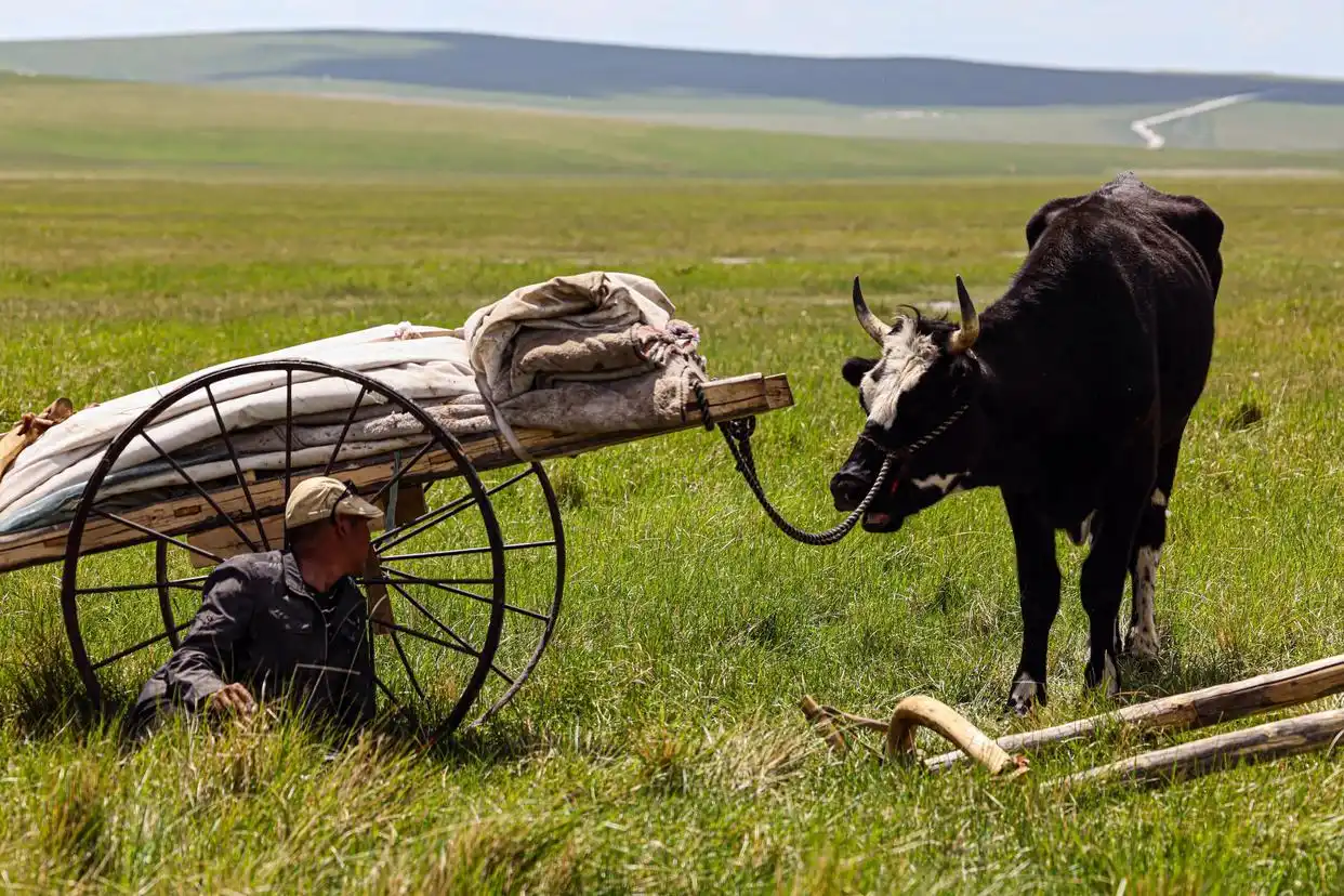 美丽中国丨呼伦贝尔大草原夏日即景