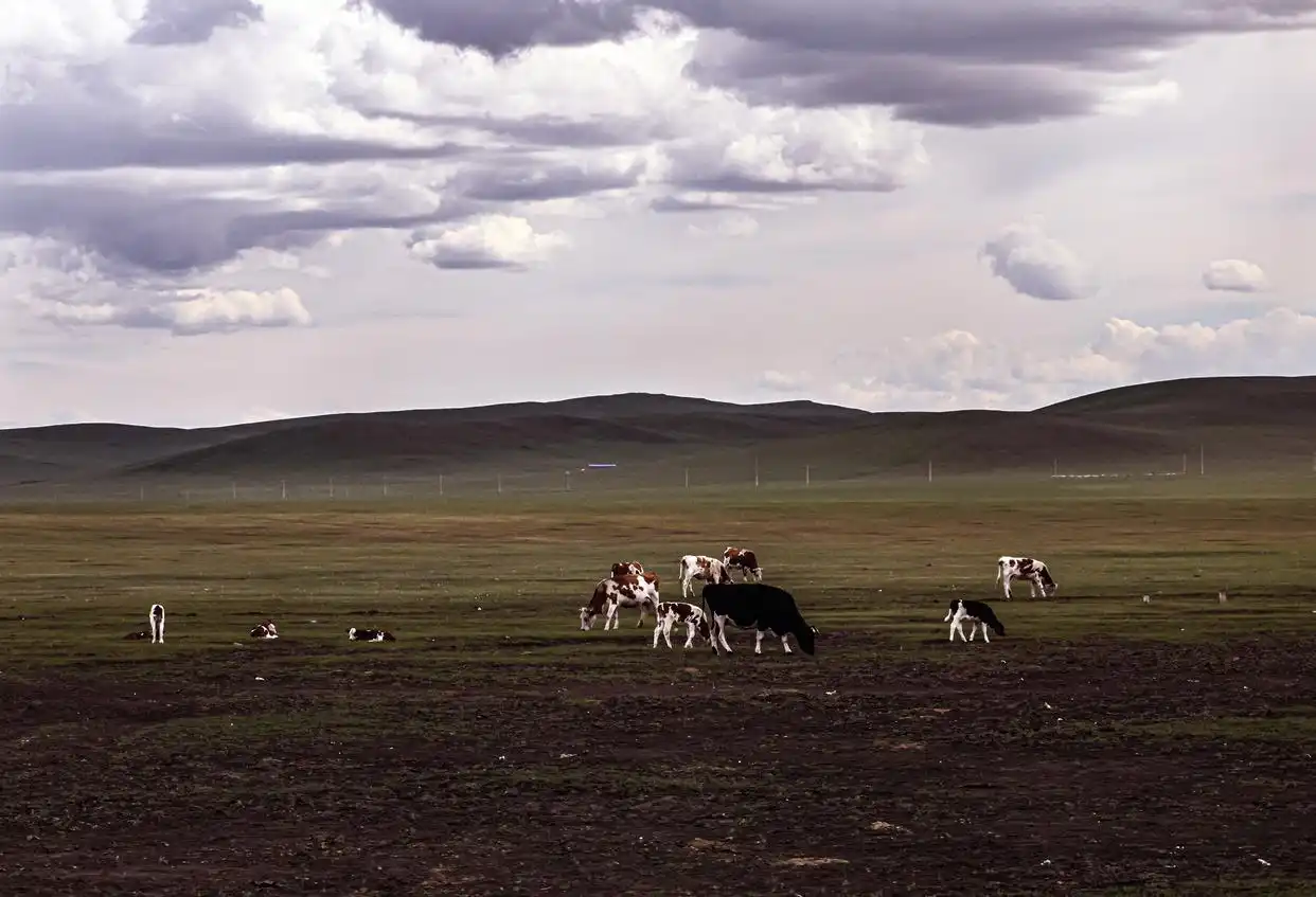 美丽中国丨呼伦贝尔大草原夏日即景