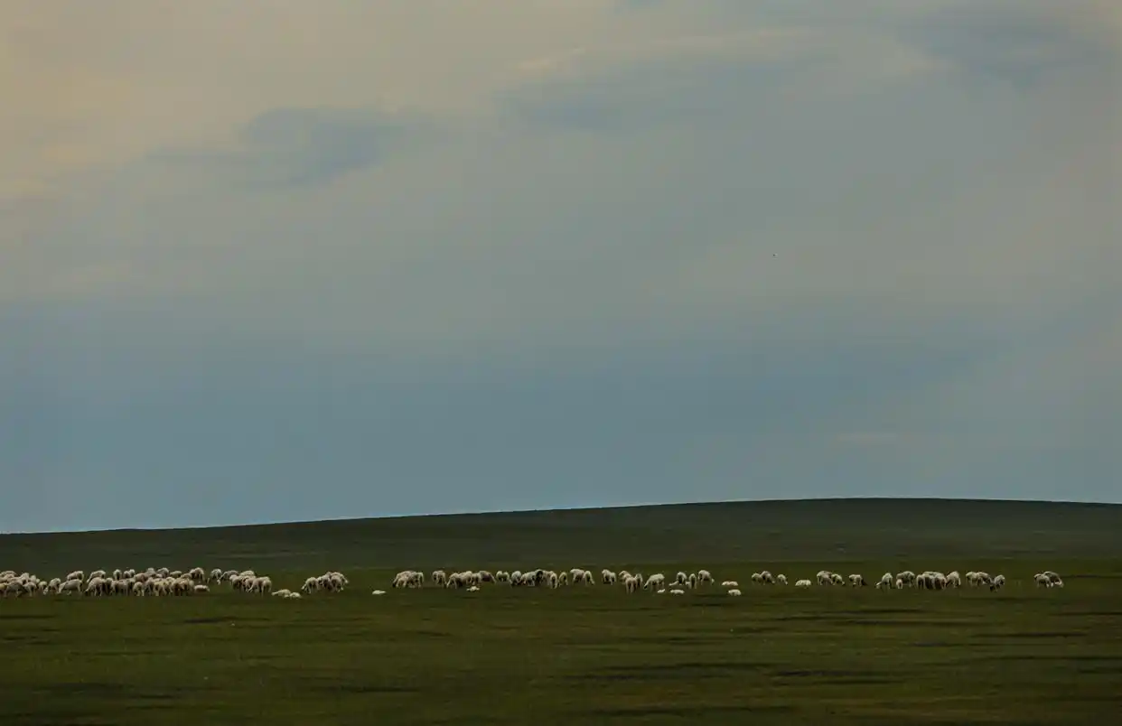 美丽中国丨呼伦贝尔大草原夏日即景