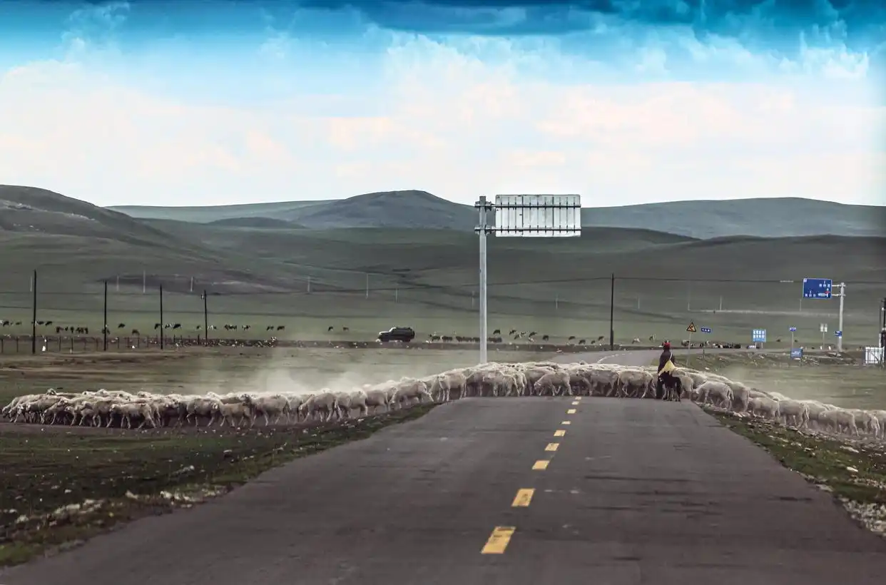 美丽中国丨呼伦贝尔大草原夏日即景