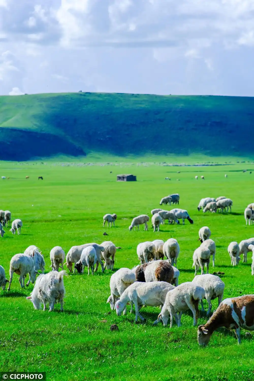 内蒙古呼伦贝尔：夏日草原入画来