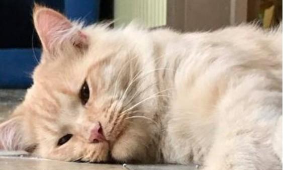 黄山旅游的w底形态揭示了哪些市场动态？