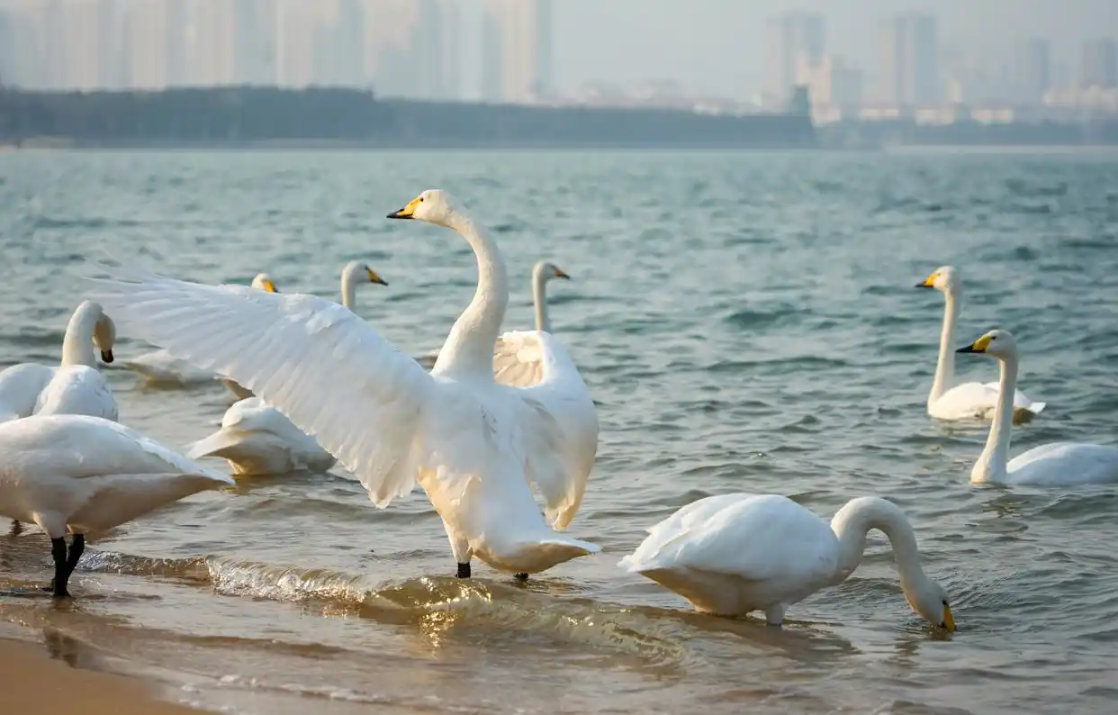 中国之城丨山东威海：山海相拥的开放之城