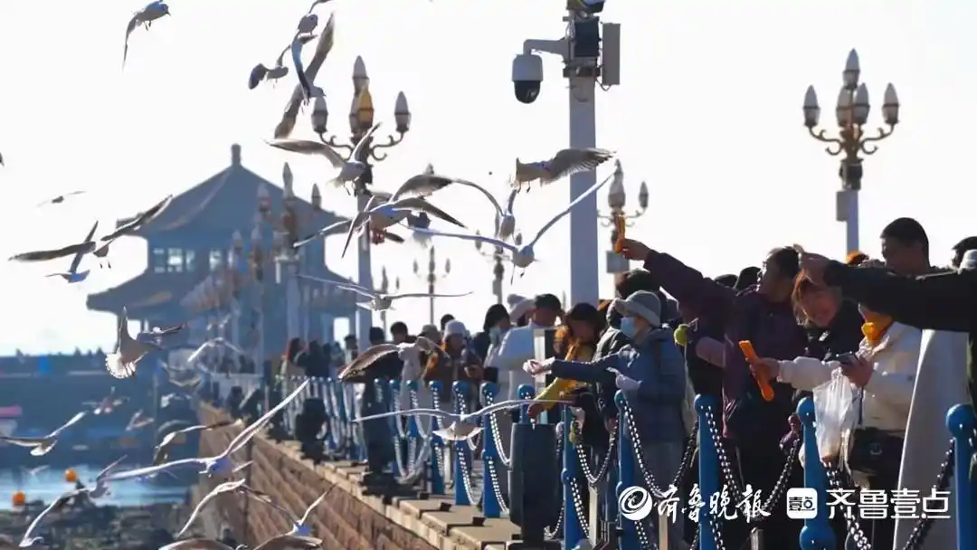 琴岛观澜丨海鸥IP赋能，冷资源变热经济！冬游青岛如何破局？