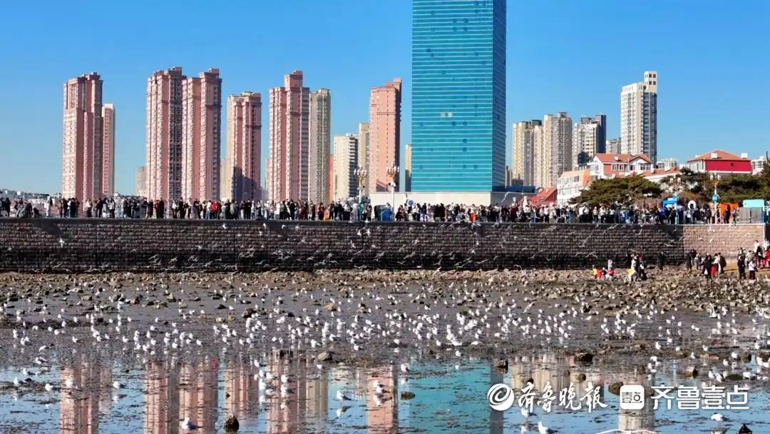 琴岛观澜丨海鸥IP赋能，冷资源变热经济！冬游青岛如何破局？