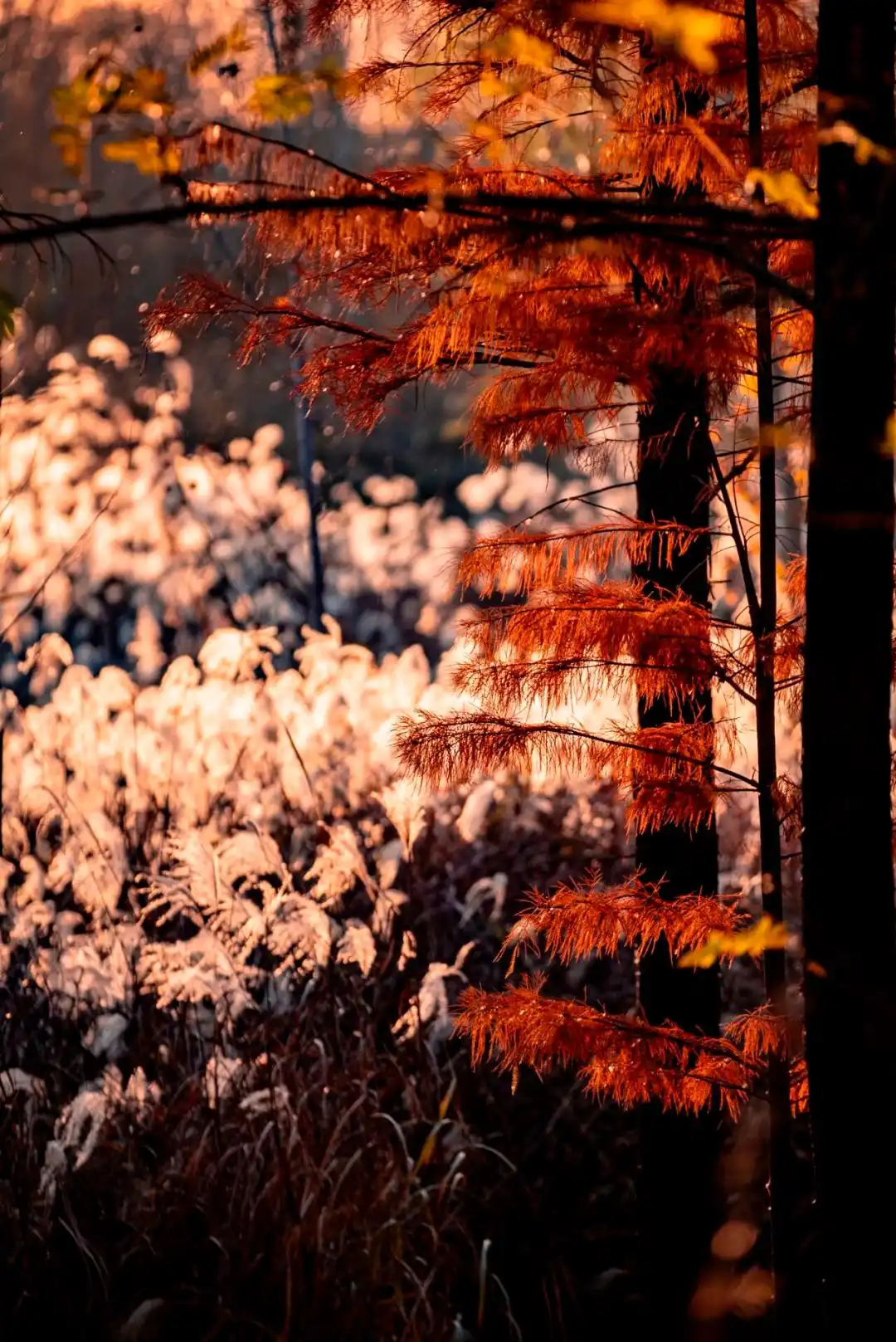 这个冬天，被山东这片红色“暖”到了！