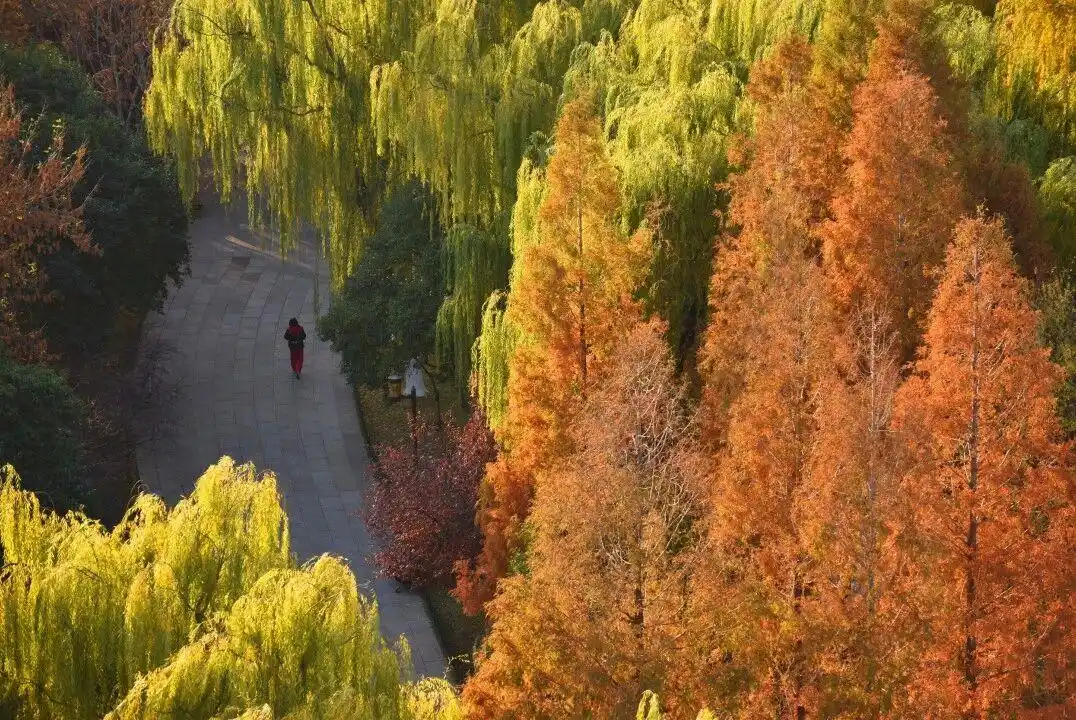 这个冬天，被山东这片红色“暖”到了！