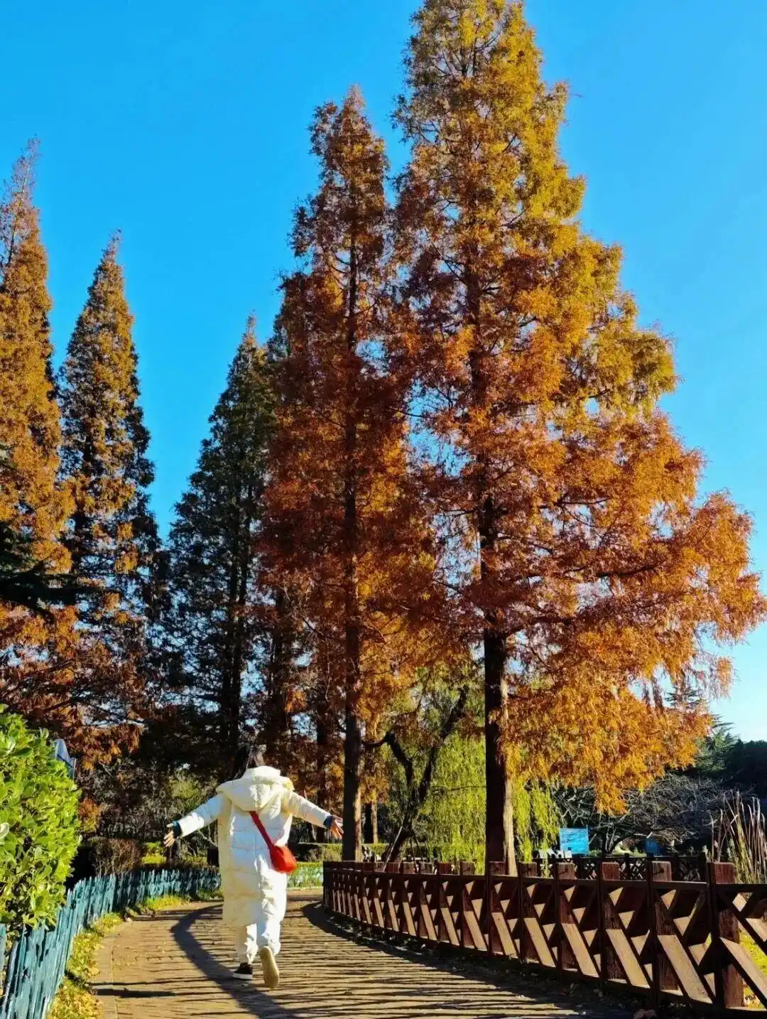 这个冬天，被山东这片红色“暖”到了！