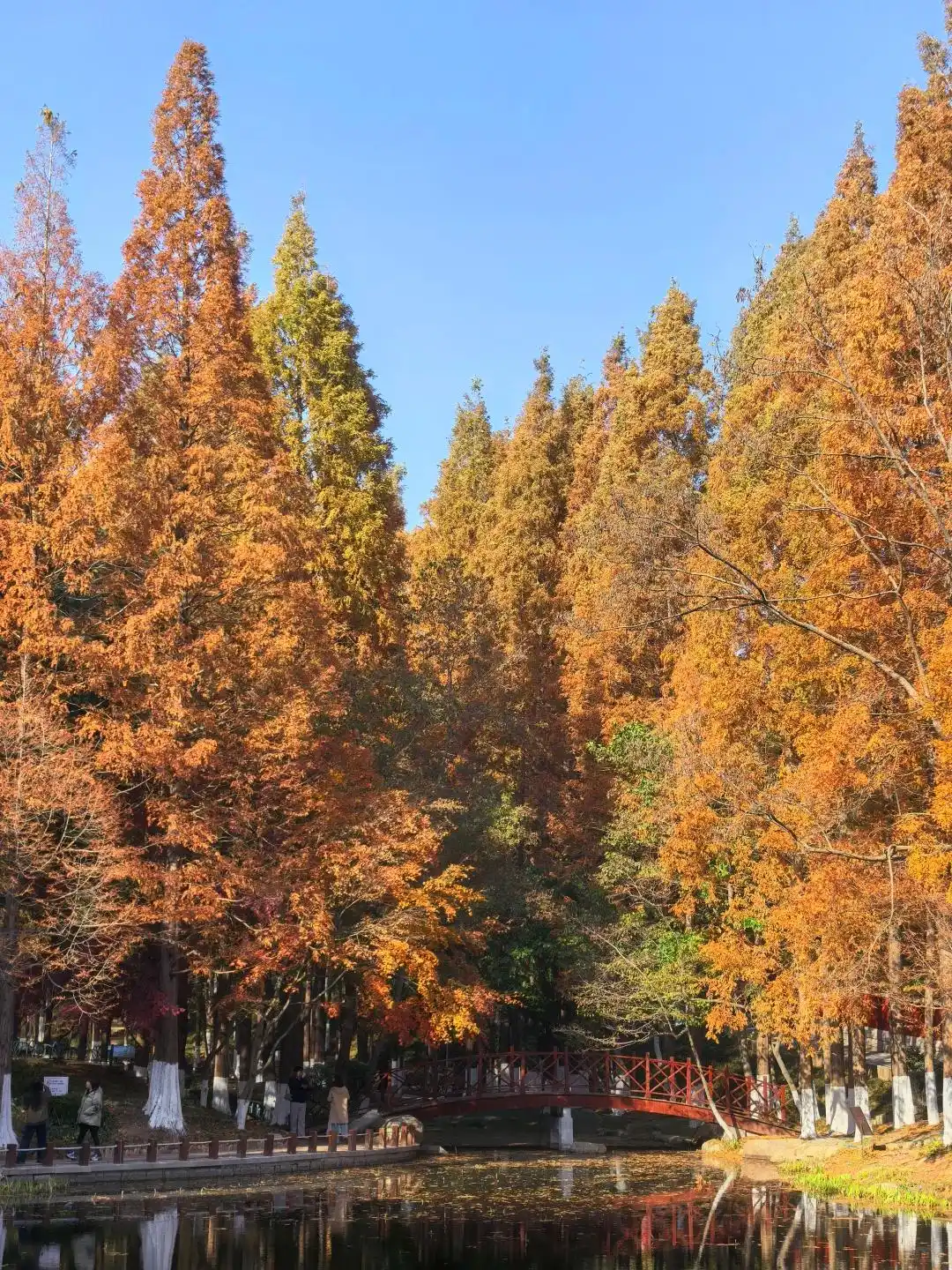这个冬天，被山东这片红色“暖”到了！