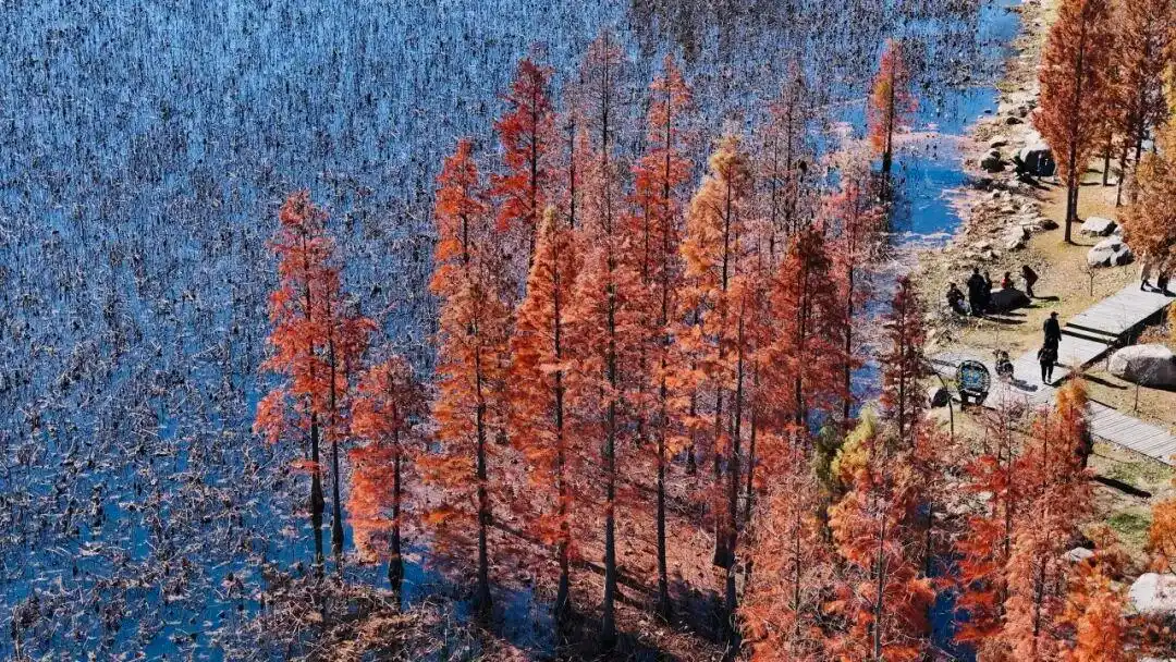 这个冬天，被山东这片红色“暖”到了！