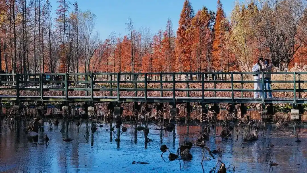 这个冬天，被山东这片红色“暖”到了！