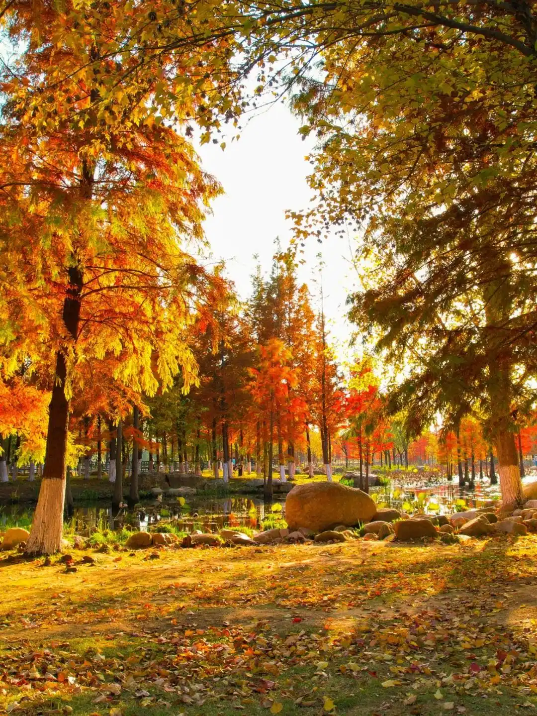 这个冬天，被山东这片红色“暖”到了！