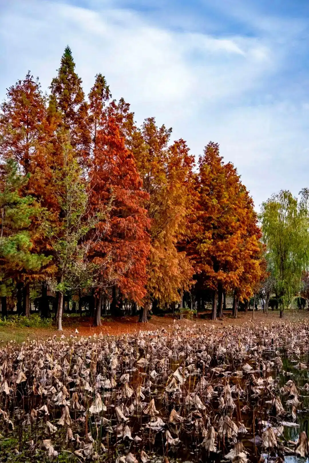 这个冬天，被山东这片红色“暖”到了！