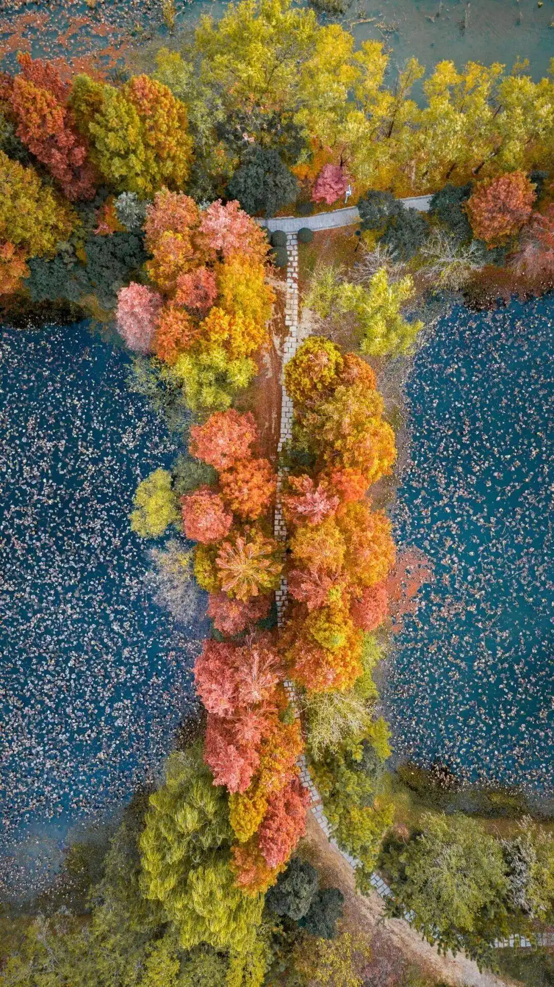 这个冬天，被山东这片红色“暖”到了！