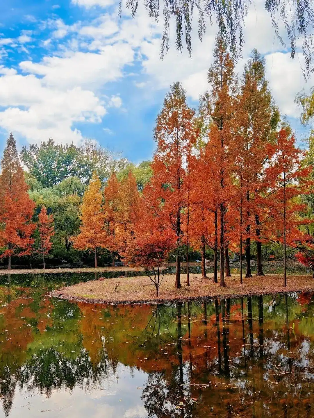 这个冬天，被山东这片红色“暖”到了！