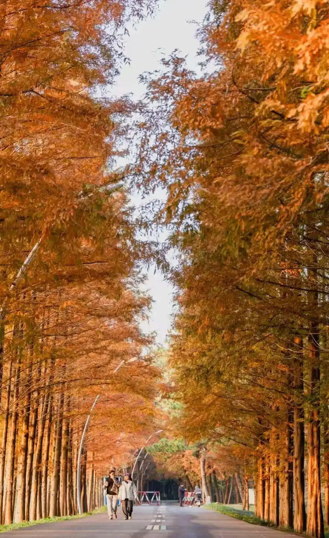 这个冬天，被山东这片红色“暖”到了！