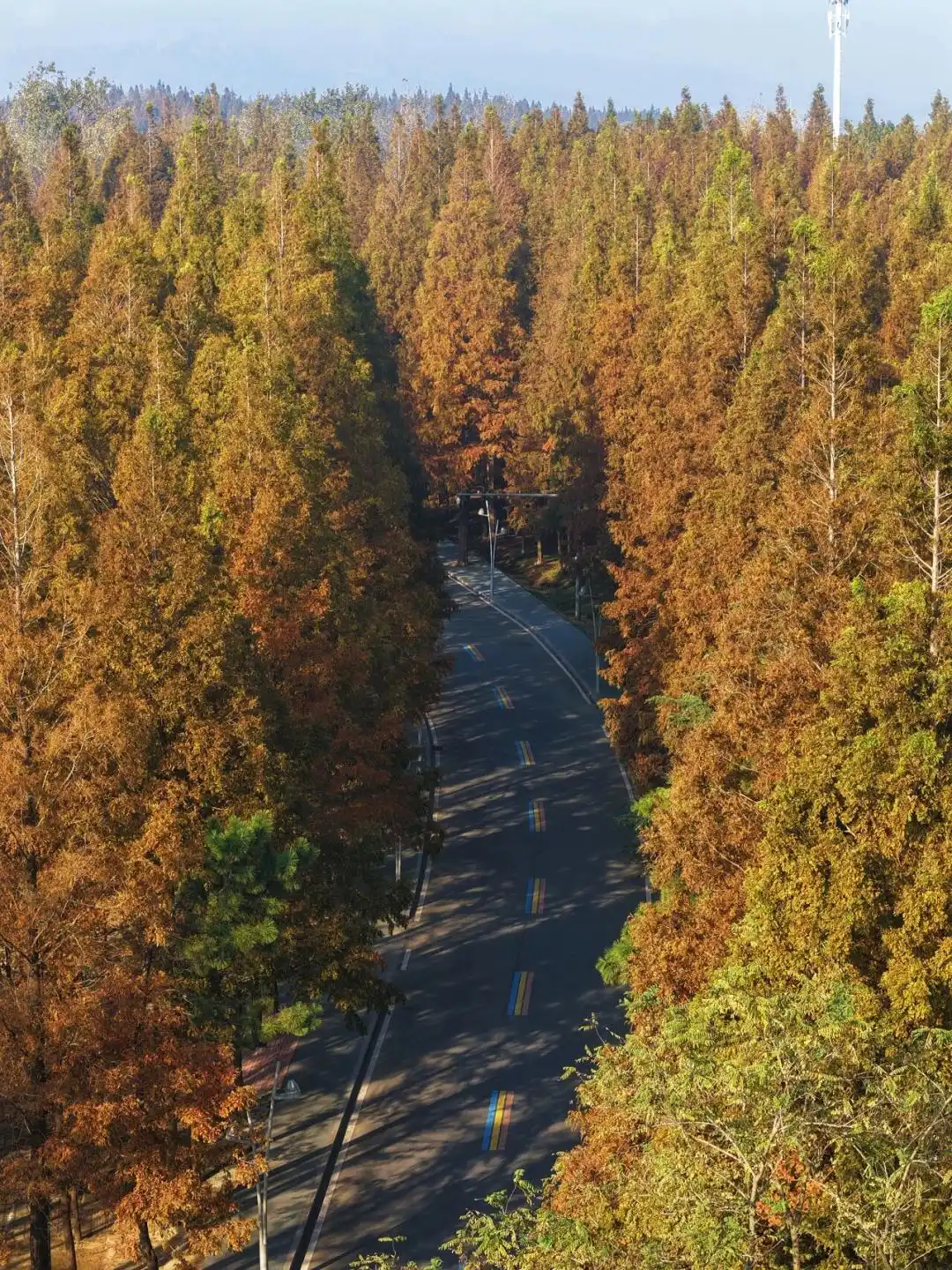 这个冬天，被山东这片红色“暖”到了！