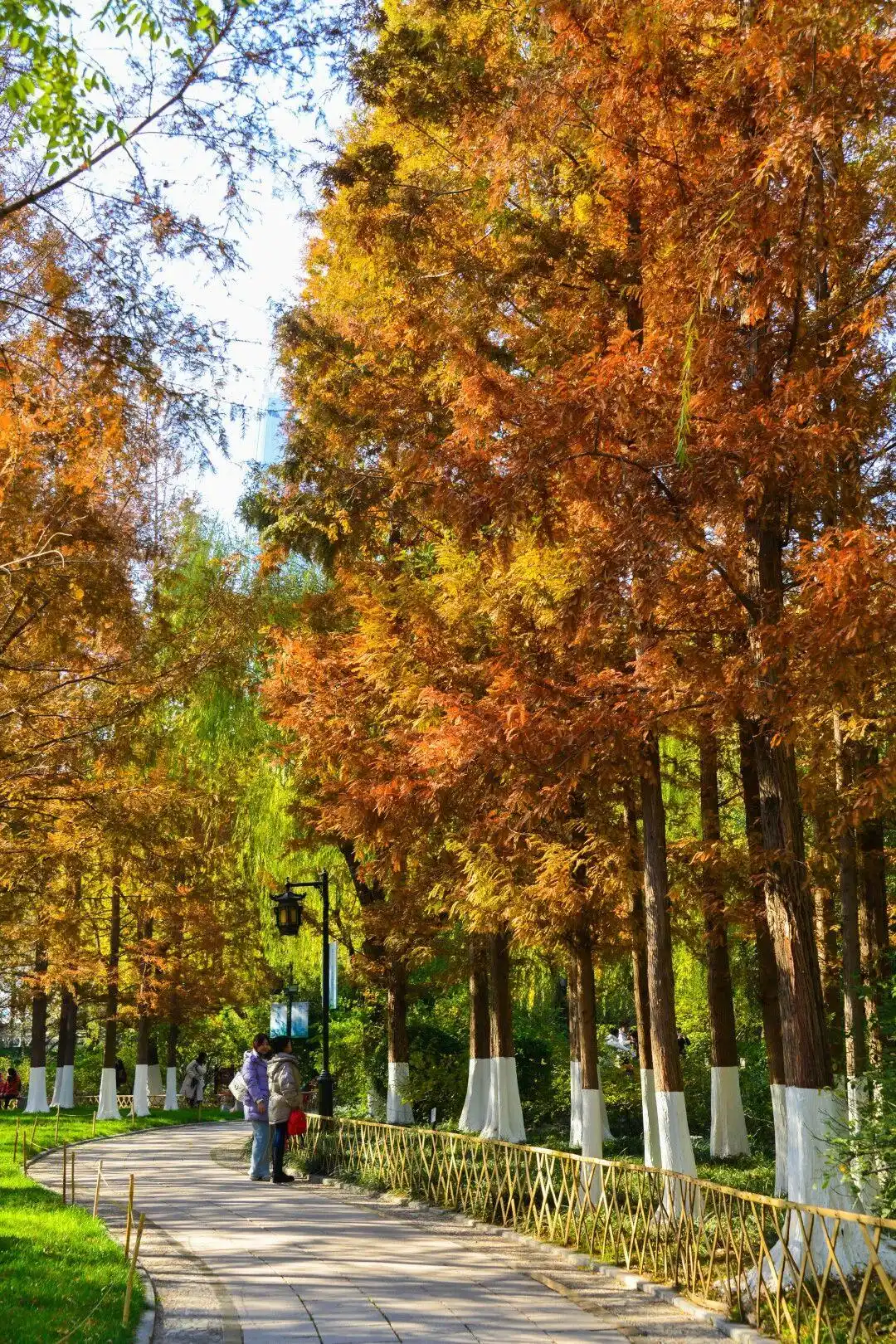 这个冬天，被山东这片红色“暖”到了！