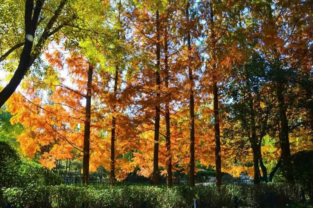 这个冬天，被山东这片红色“暖”到了！