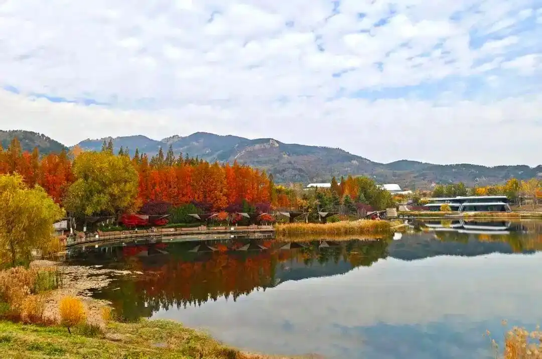 这个冬天，被山东这片红色“暖”到了！