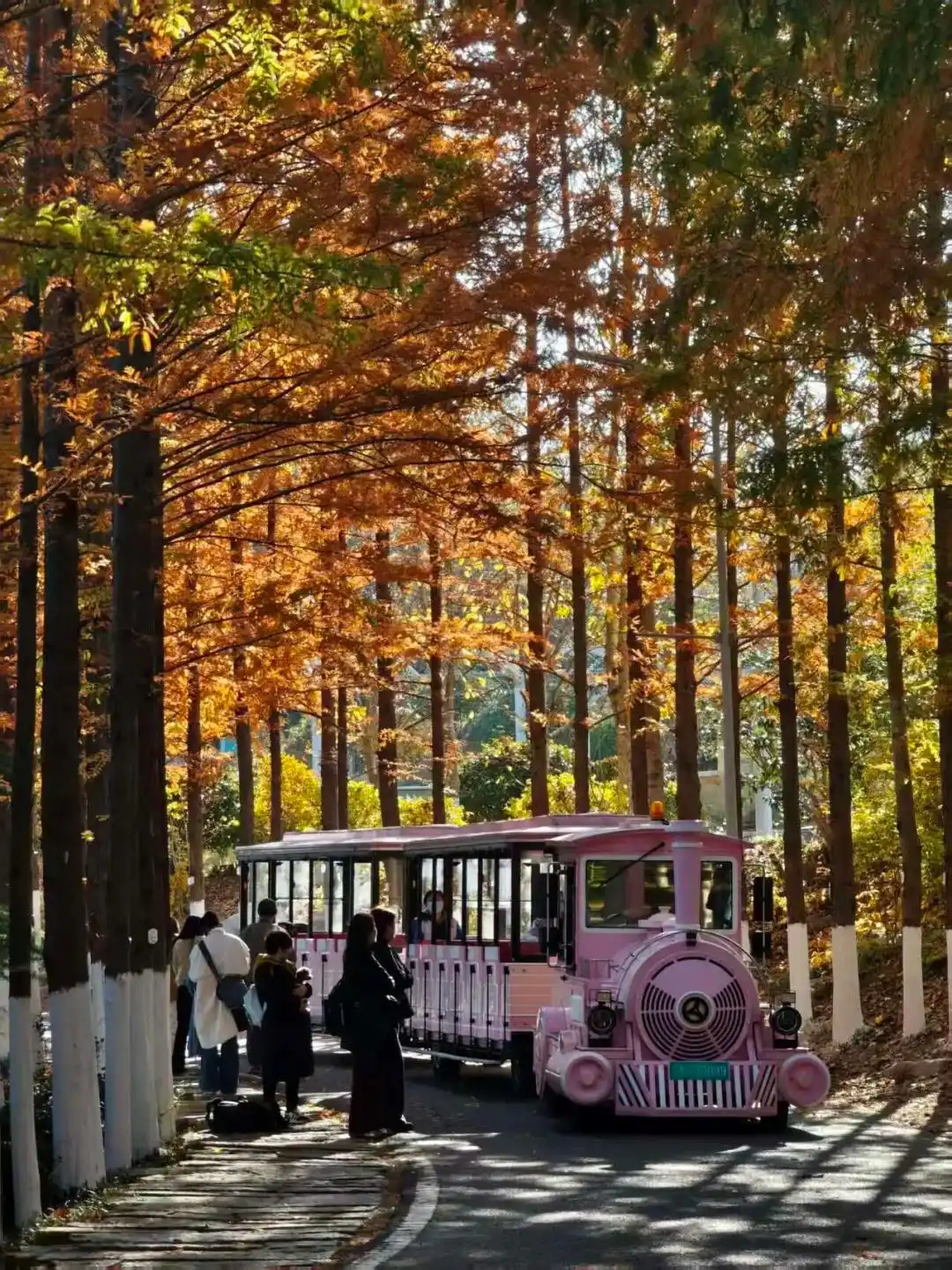 这个冬天，被山东这片红色“暖”到了！