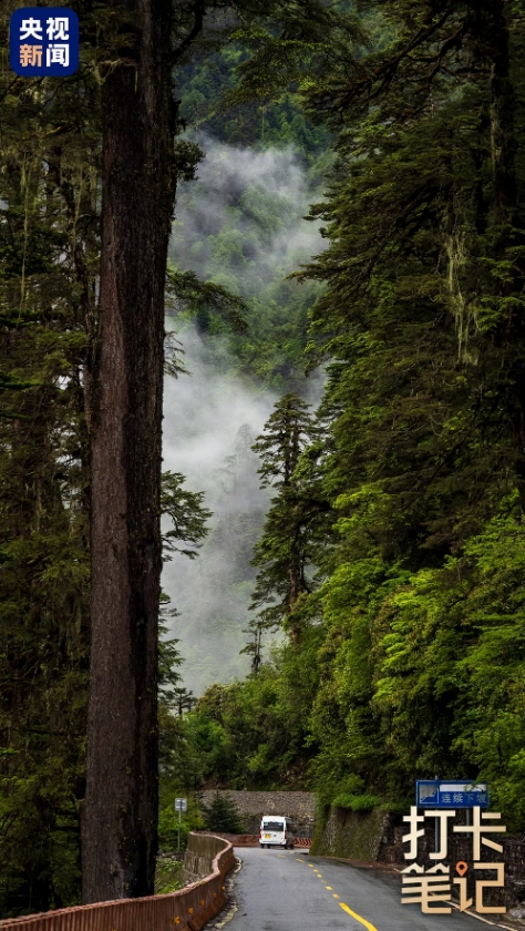 在 去 林 芝 可 太 香 了 ！
