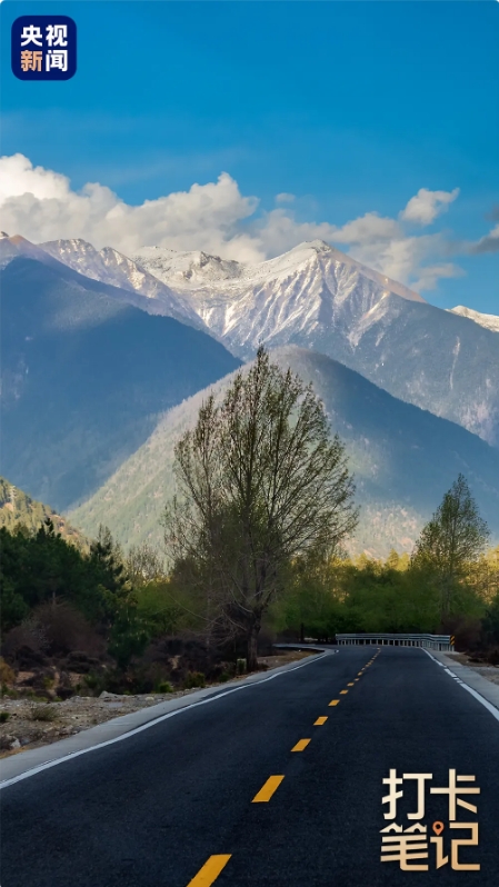 在 去 林 芝 可 太 香 了 ！