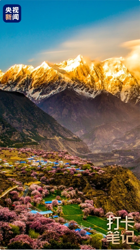 在 去 林 芝 可 太 香 了 ！