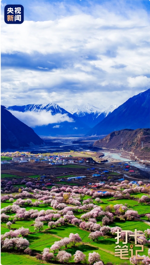 在 去 林 芝 可 太 香 了 ！