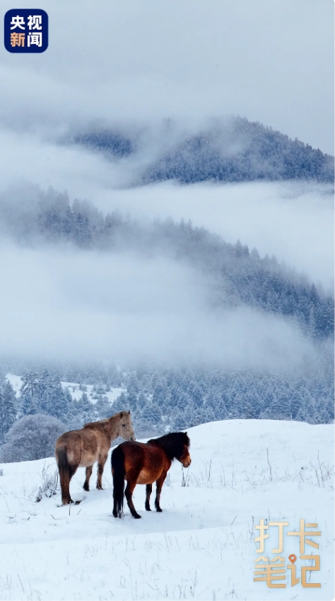 在 去 林 芝 可 太 香 了 ！