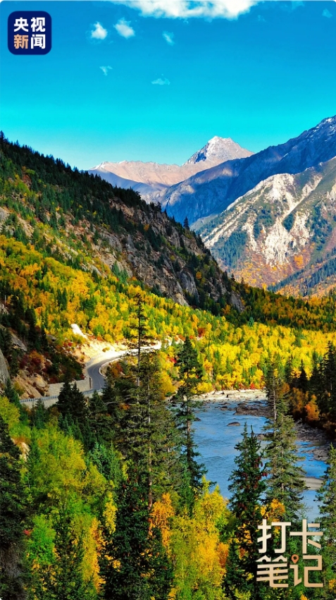 在 去 林 芝 可 太 香 了 ！