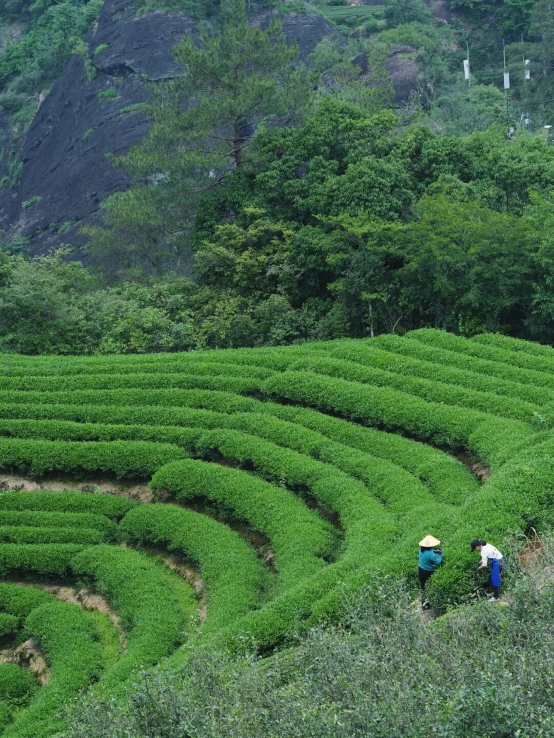 警苑 | 奇秀武夷：山水与文化的交响