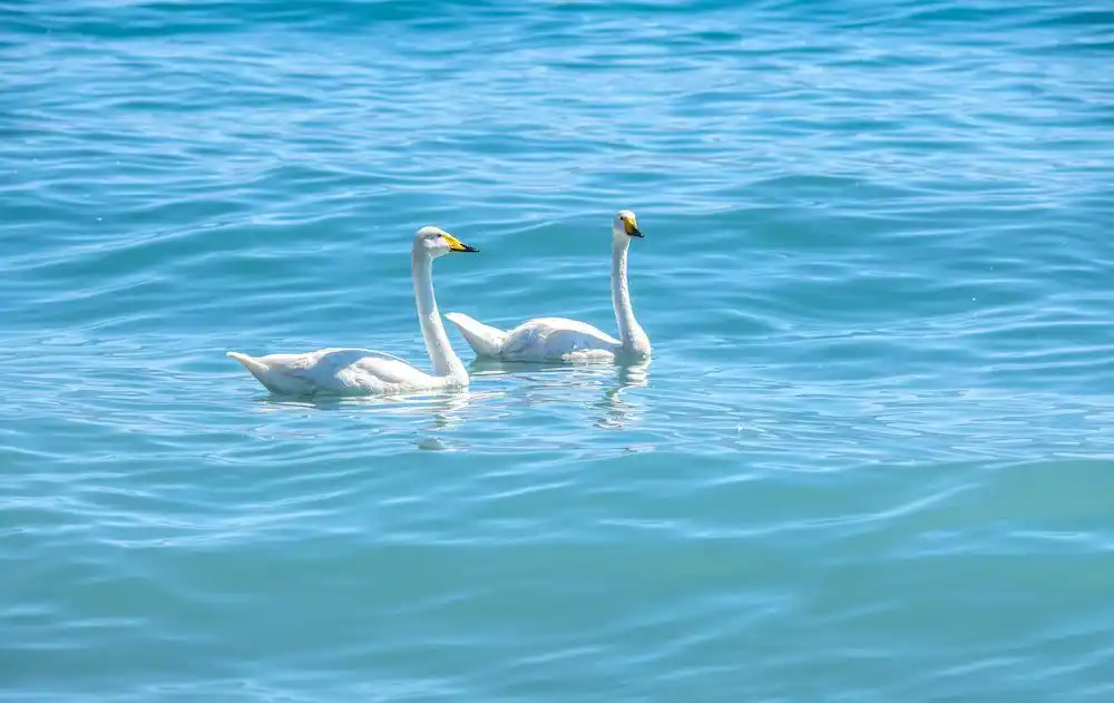旅行综艺玩出新花样，与前任同行，真的可以好好告别吗？