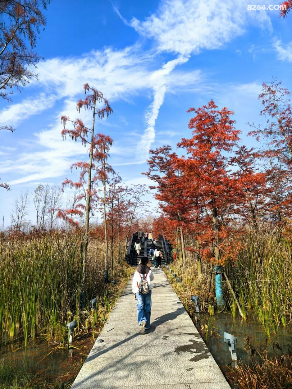 周末遛娃好去处——大圩磨滩，当帐篷支起理性消费的休闲，乡村振兴文旅该何去何从？