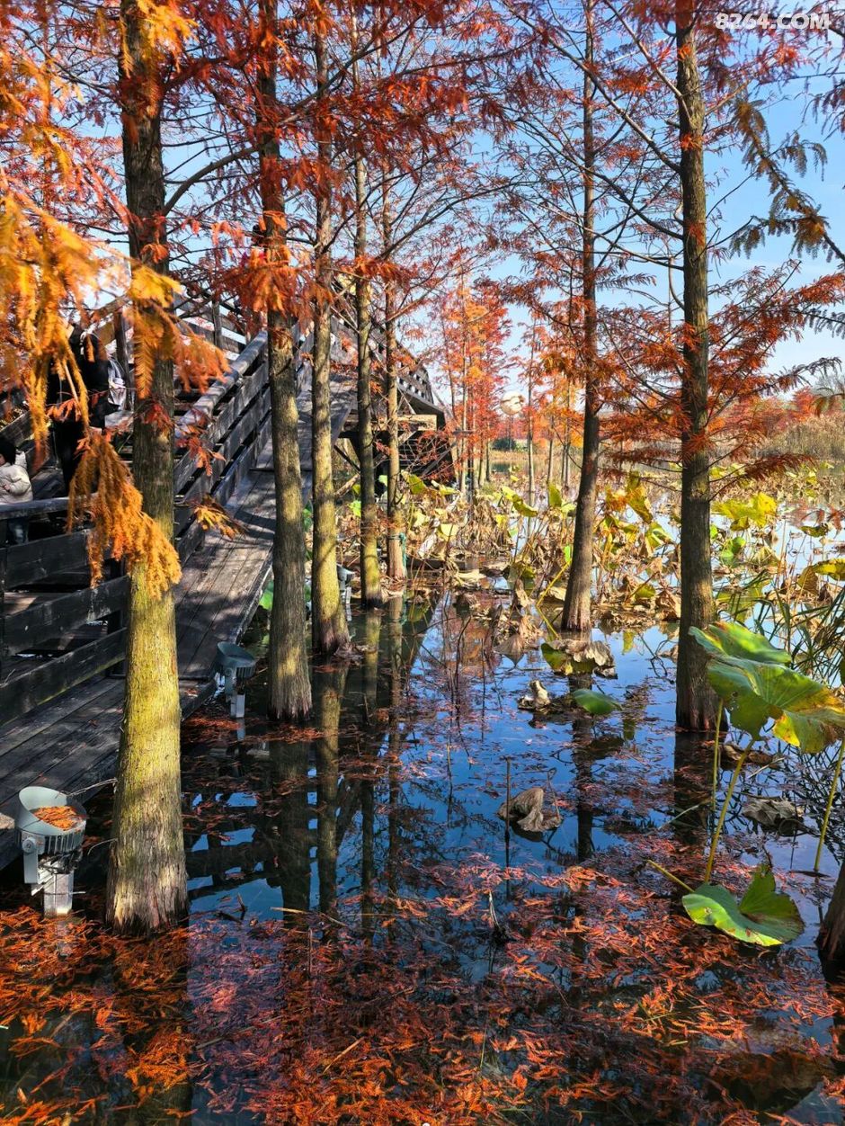 周末遛娃好去处——大圩磨滩，当帐篷支起理性消费的休闲，乡村振兴文旅该何去何从？