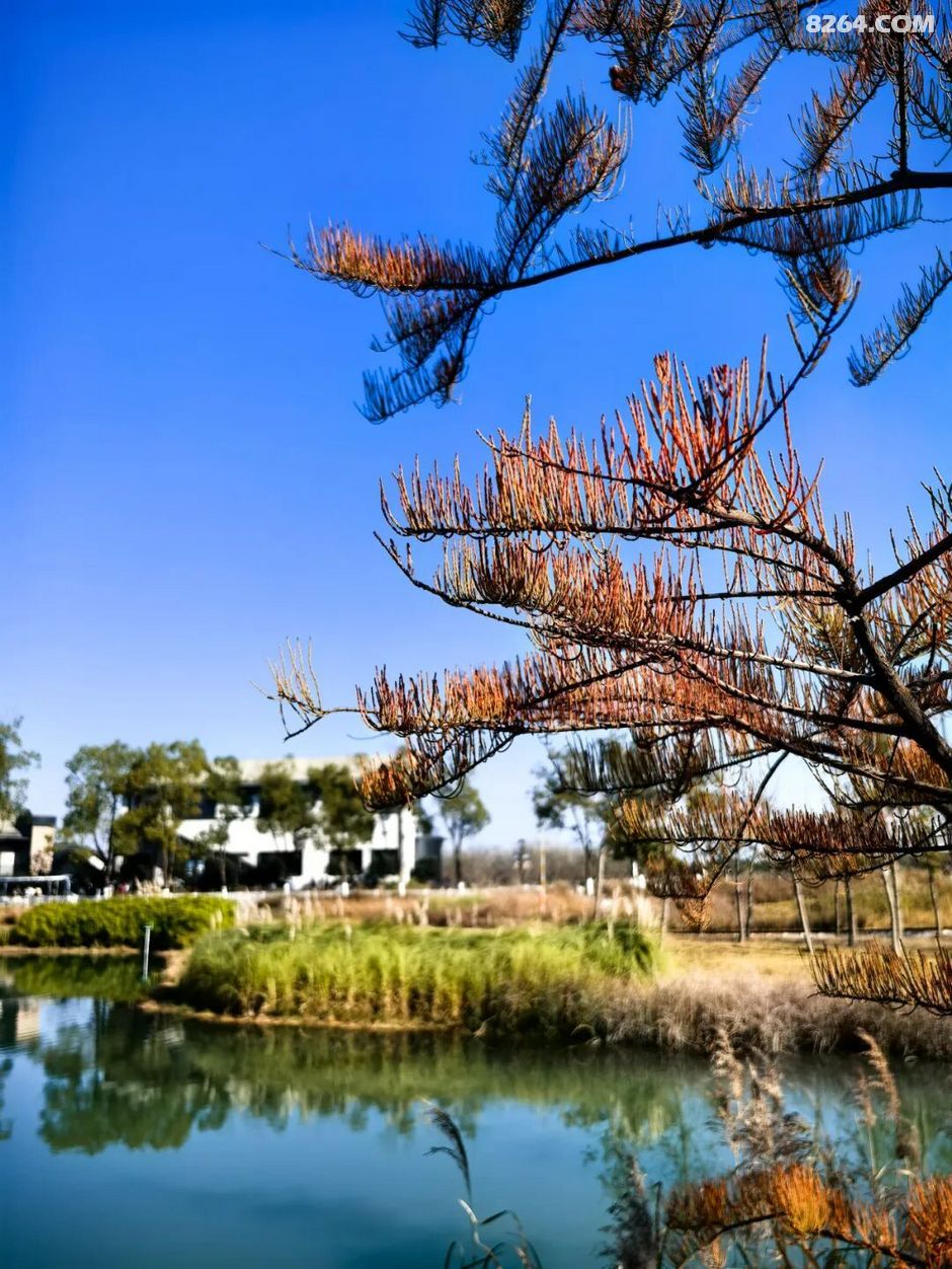 周末遛娃好去处——大圩磨滩，当帐篷支起理性消费的休闲，乡村振兴文旅该何去何从？