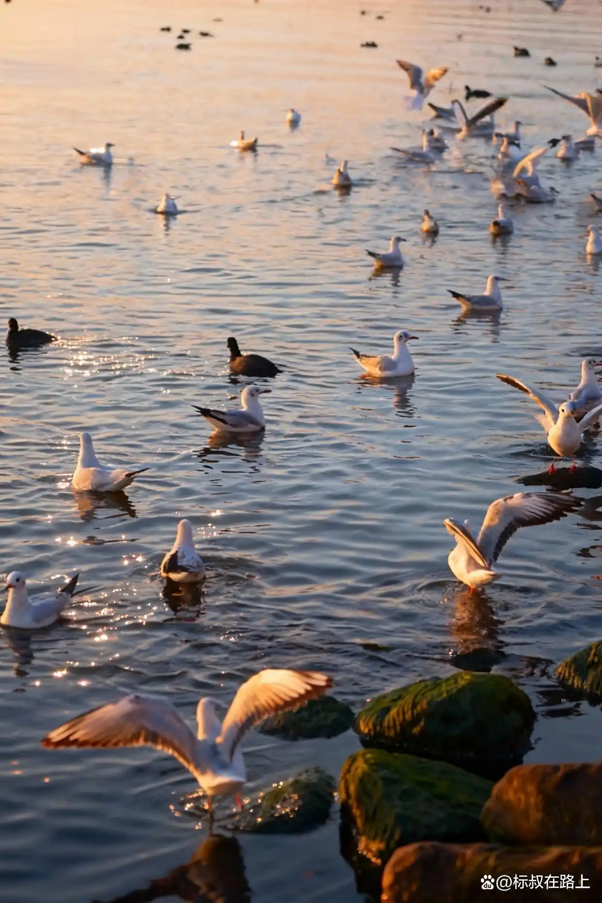 大理的冬天｜是海鸥、红杉和治愈的洱海！
