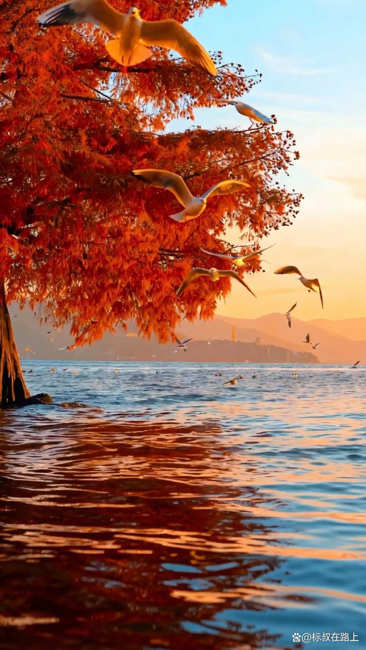 大理的冬天｜是海鸥、红杉和治愈的洱海！