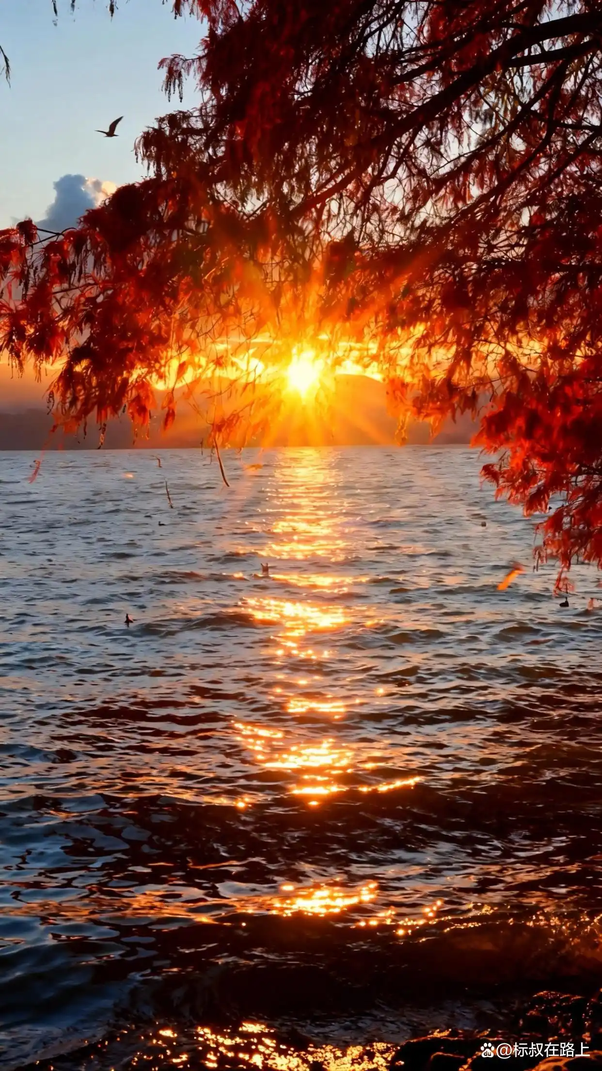 大理的冬天｜是海鸥、红杉和治愈的洱海！