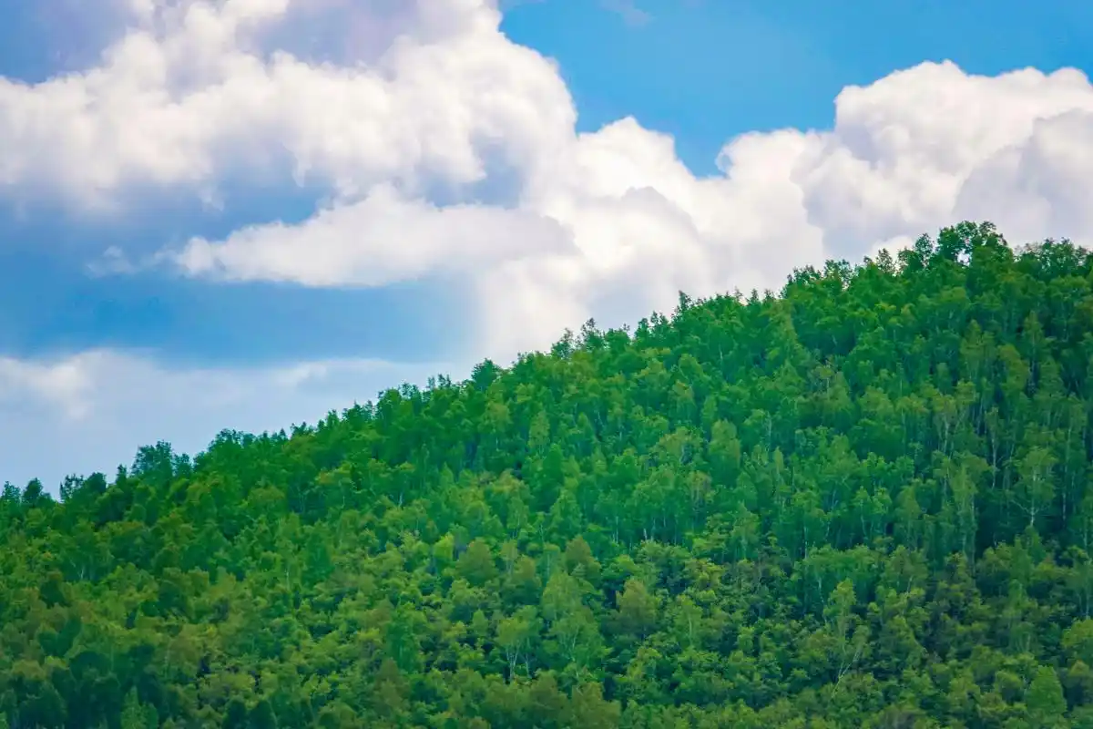 初夏呼伦贝尔草原