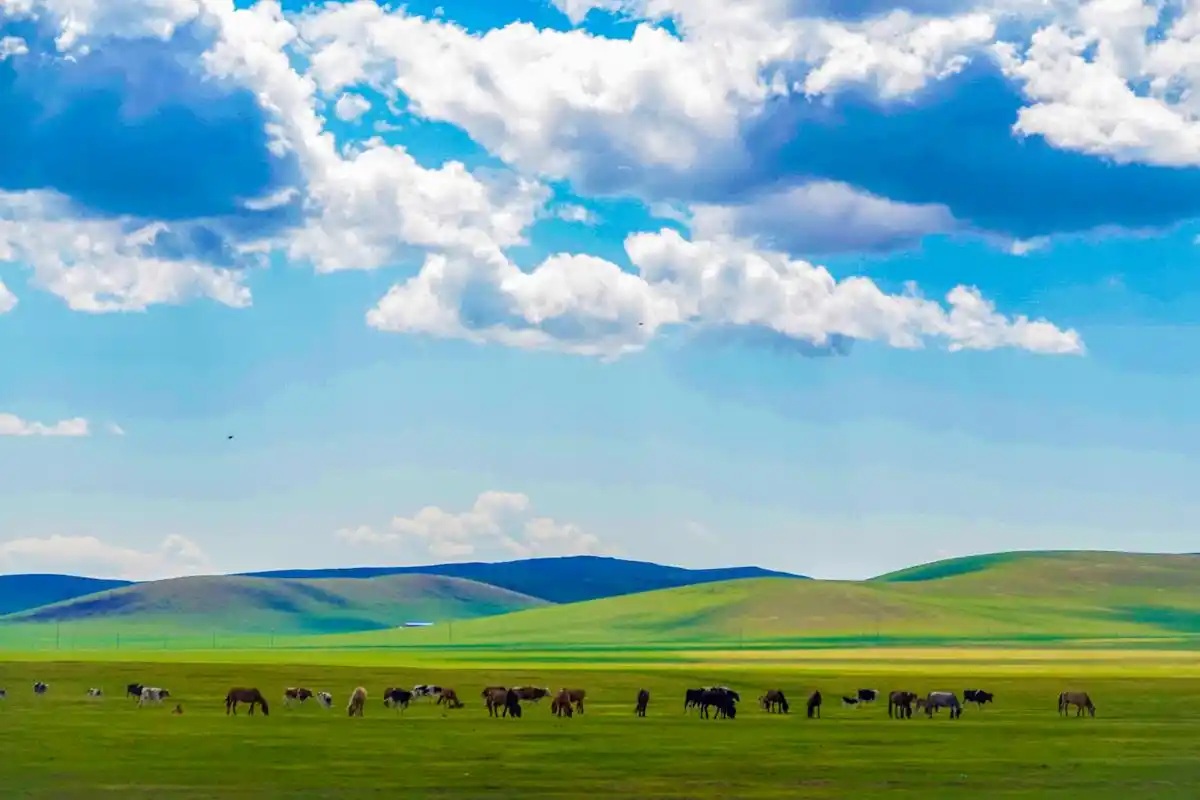 初夏呼伦贝尔草原