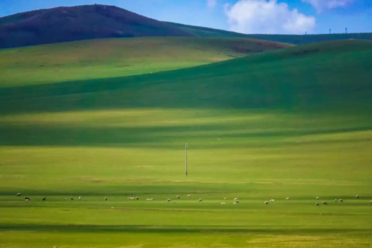 初夏呼伦贝尔草原