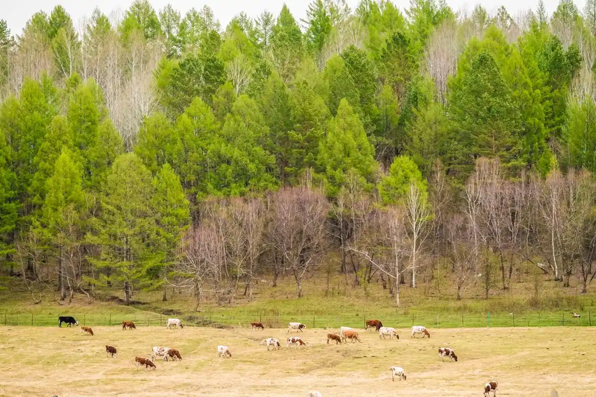 初夏呼伦贝尔草原