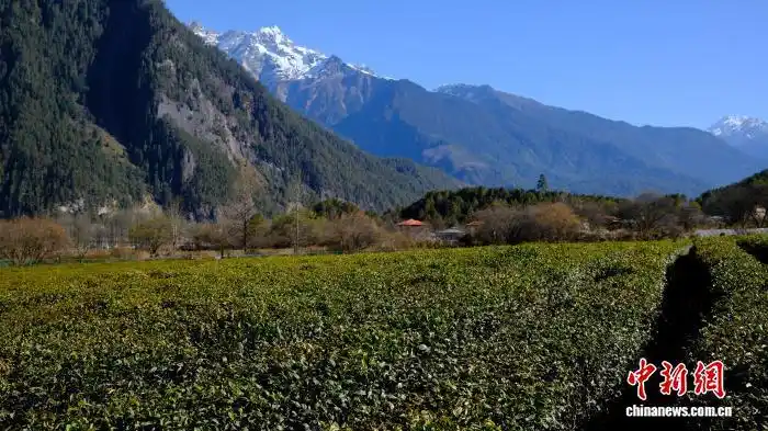 青藏高原第一块茶田：雪山脚下，茶园飘香