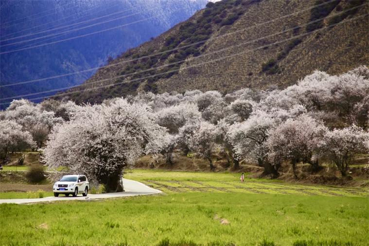 林芝市乡村旅游发展态势稳中向好