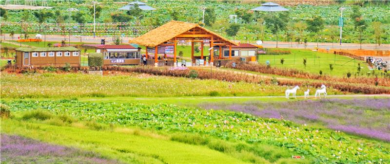 游线丨美丽乡村自由行，绿美文山迎客来