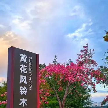 春天里的一抹亮丽，黄花风铃木下，我们踏青去！