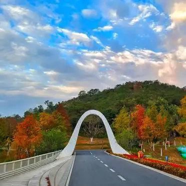 春天里的一抹亮丽，黄花风铃木下，我们踏青去！