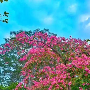 春天里的一抹亮丽，黄花风铃木下，我们踏青去！